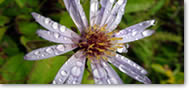 Aster