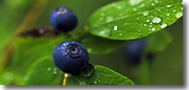 Blueberry
