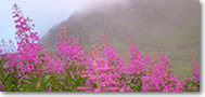 Fireweed