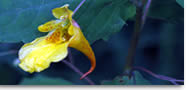 Jewelweed