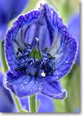 Monkshood