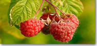 Raspberries