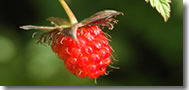Salmonberry