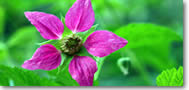 Salmonberry