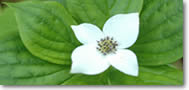 Bunchberry