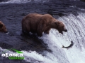 bear_catching_fish