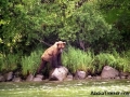 bear_fishing