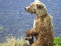 bear_with_cub