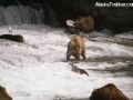 bear_with_fish
