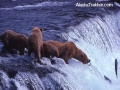 bears_fishing_brooks_falls