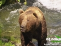 grizzly_bear_alaska