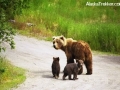 grizzly_with_cubs