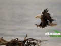 alaska_bald_eagle
