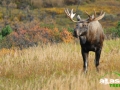 alaska_moose_picture
