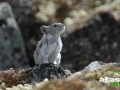 alaska_pika_picture