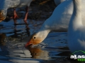 alaska_snowgoose_picture