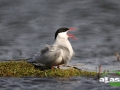 arctic_tern_picture