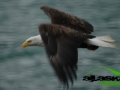 bald_eagle_alaska