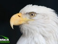 bald_eagle_picture