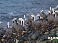 emperor_goose_picture