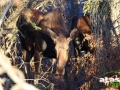 moose_picture