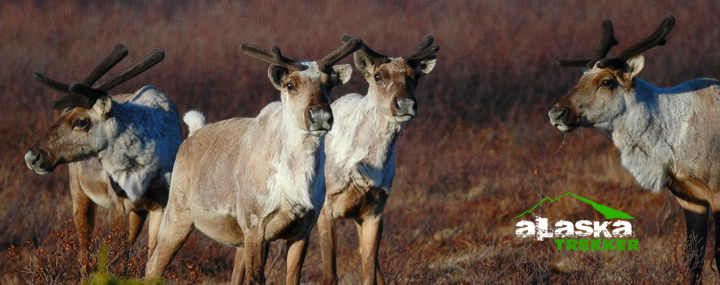 Arctic_National_Wildlife_Refuge