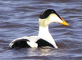 Common_Eider