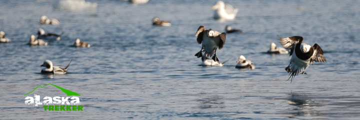 alaska ducks