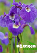 alaska_iris