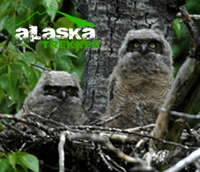 alaska_owls