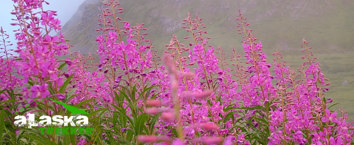 alaska_plants