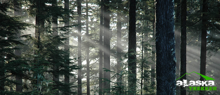 alaska trees