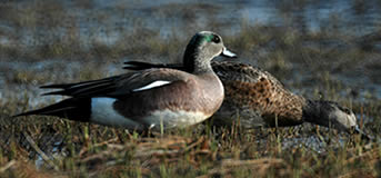 american_wigeon
