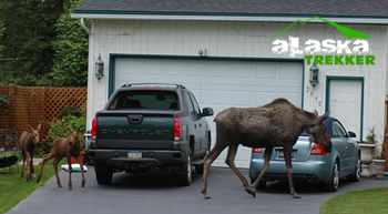 anchorage_moose