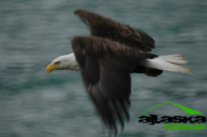bald_eagle_alaska