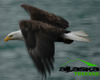 bald_eagle_alaska_bird