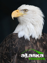 bald_eagle_juneau