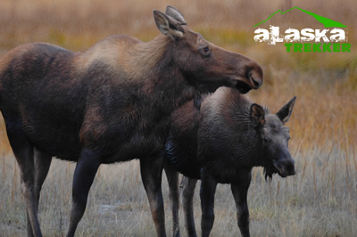 cow_moose_and_calf