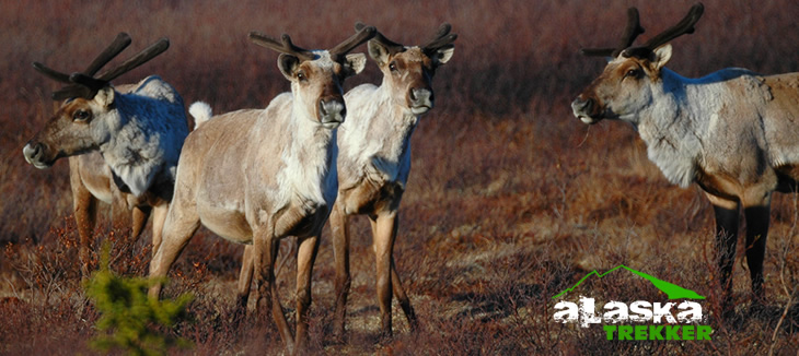 denali_national_park