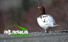 glacier_bay_ptarmigan