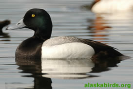 greater_scaup