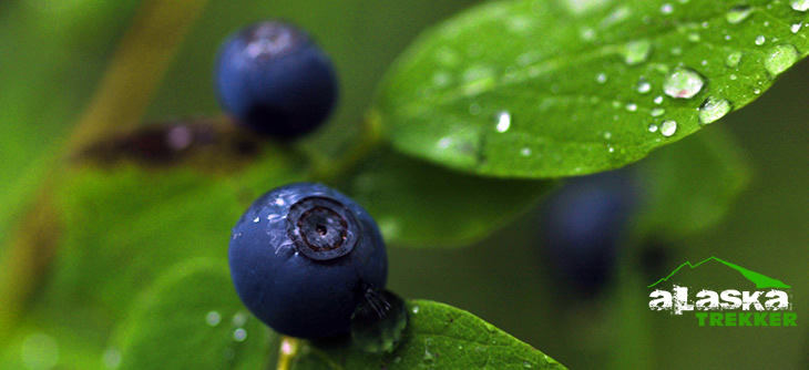 ketchikan_alaska_trails