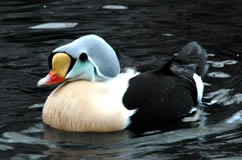 king_eider