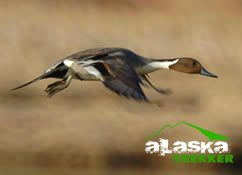 northern_pintail