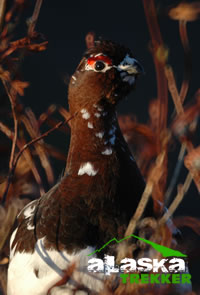 ptarmigan_alaska