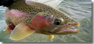 Rainbow Trout Alaska Fish