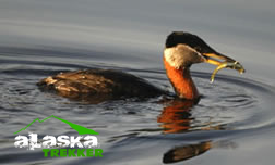 red-necked_grebe