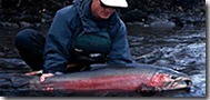 Steelhead trout Alaska Fish