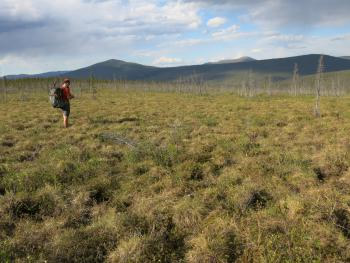Jay Cable of Fairbanks walks through field of tundra plants in northern Alaska. Photo by Ned Rozell.