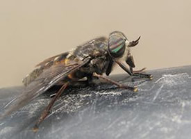 A “moose fly” on the upper Tanana River.  Photo by Ned Rozell. 